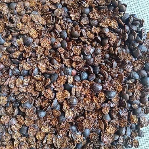 随县金边土元