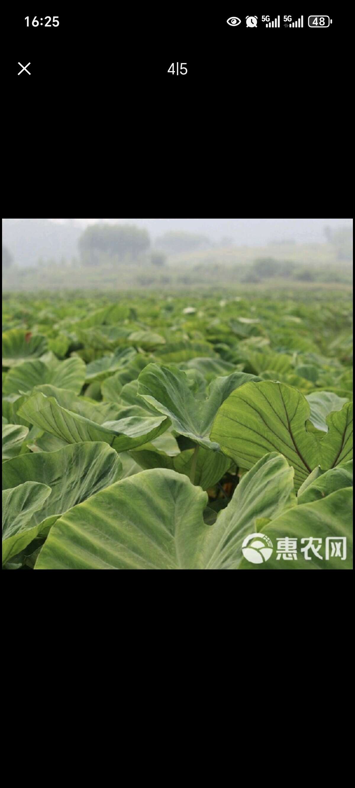 广西荔浦芋头香糯粉芋头槟榔芋单个重1.5斤到2斤