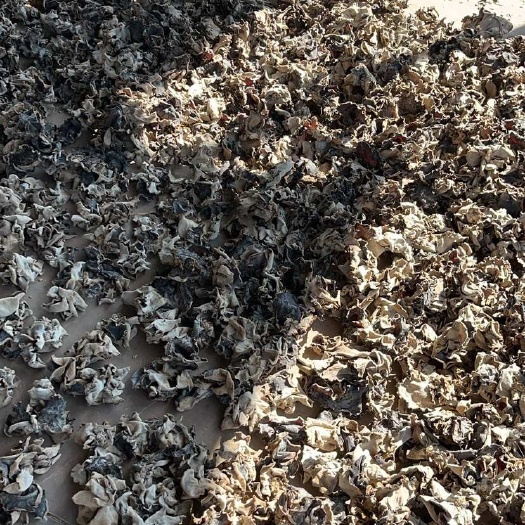 福建龙岩干木耳批发 漳平毛木耳天然种植 干货食材优选