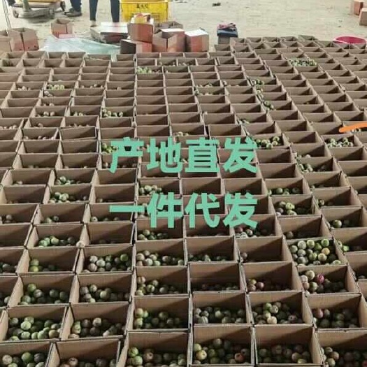 平乐县支持一件代发，走市场等广西三华李