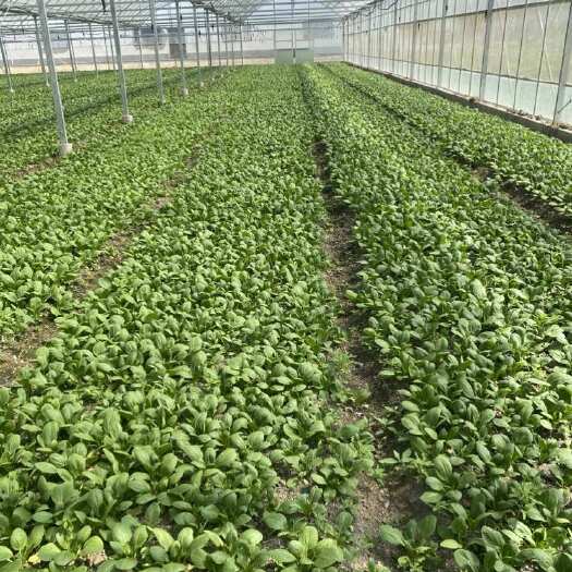 上海青菜，青菜，小颗