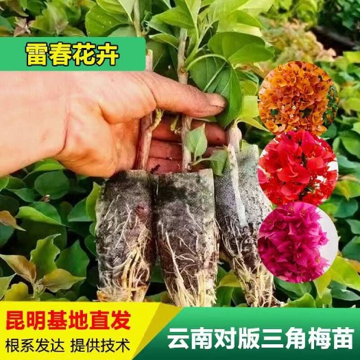 昆明【1000棵】云南重瓣彩色三角梅袋苗爬藤植物四季开花阳台庭院