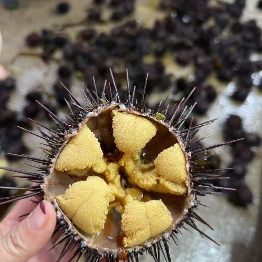 大连精品海胆