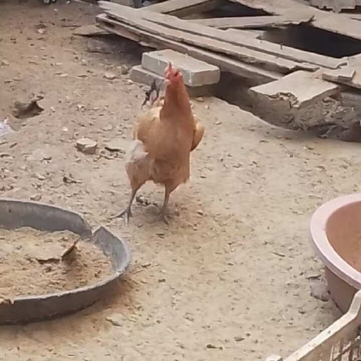 太湖县家养土鸡