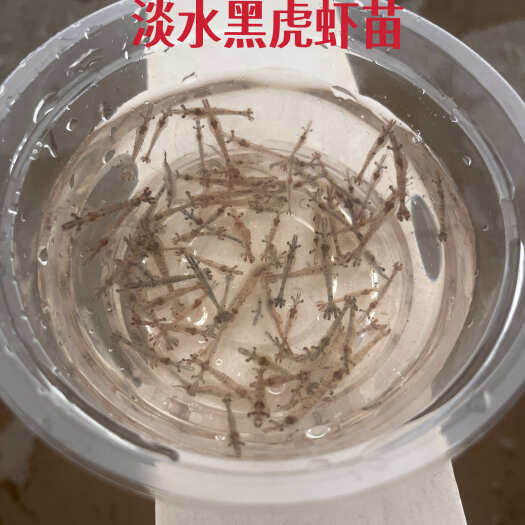 广州草虾苗，也称斑节对虾、黑虎虾，基地直供虾苗，提供技术支持