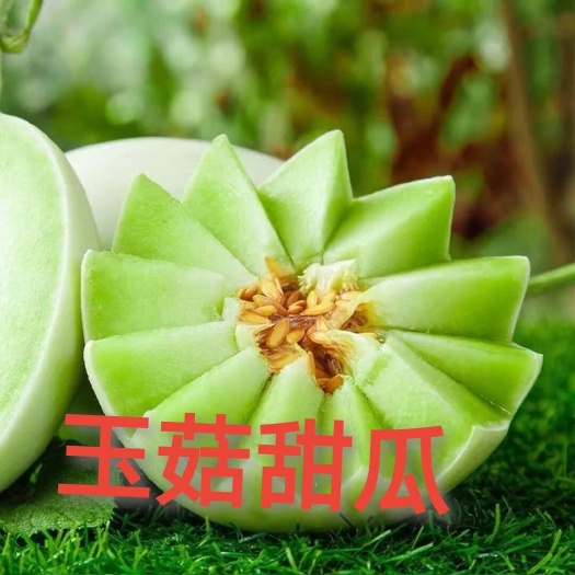 莘县山东头茬玉菇甜瓜 一件代发 一手货源 日供应量10万件