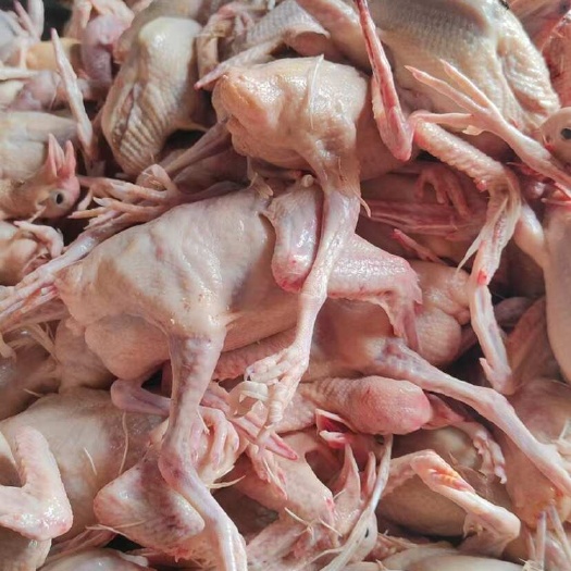 英德市全净膛精品乳鸽