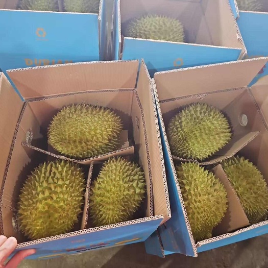 河口县金枕