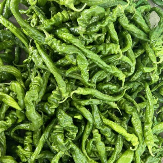 阜南县大棚种植新苗螺丝椒龙椒大量上市