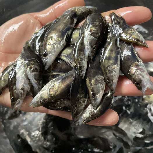 清远财富养殖 活体鳜鱼苗批发 翘嘴鱼苗供应桂鱼苗价格