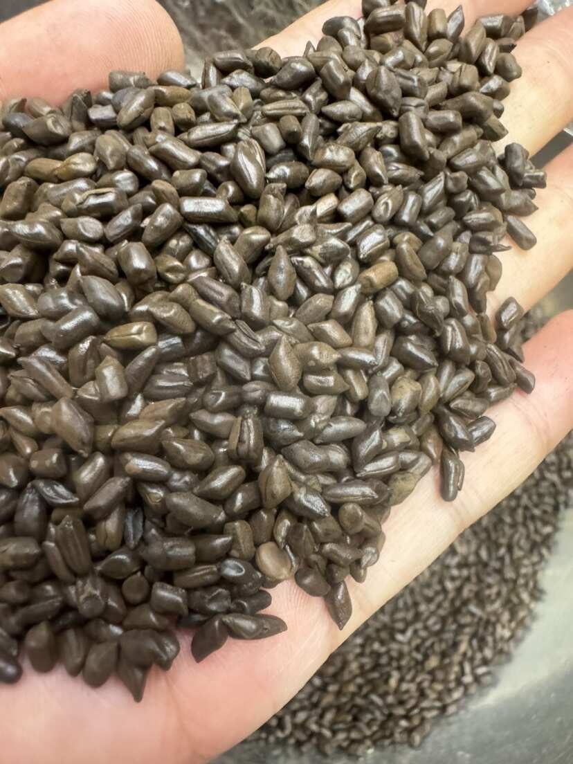 决明子熟决明子泡水用的决明子茶