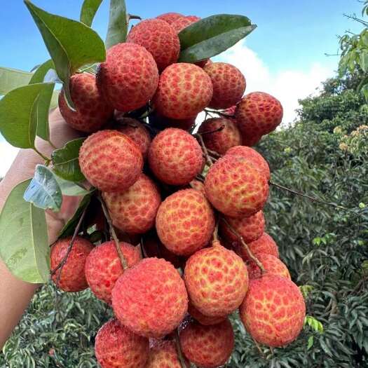 陆丰市凤花荔枝，果大，甜