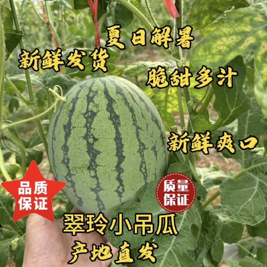北海精品小西瓜小糖丸手剥皮2K小吊瓜薄皮红壤脆甜现摘吊瓜
