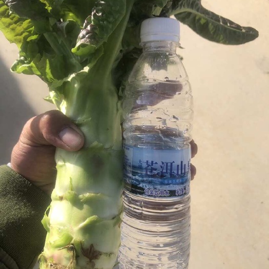 香格里拉高原蔬菜，香格里拉紫叶莴笋，需要的老板可以联系！