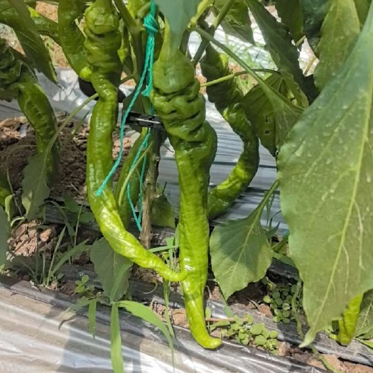 牟定县香辣薄皮螺丝椒