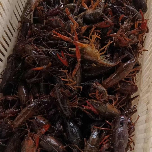 龙虾
