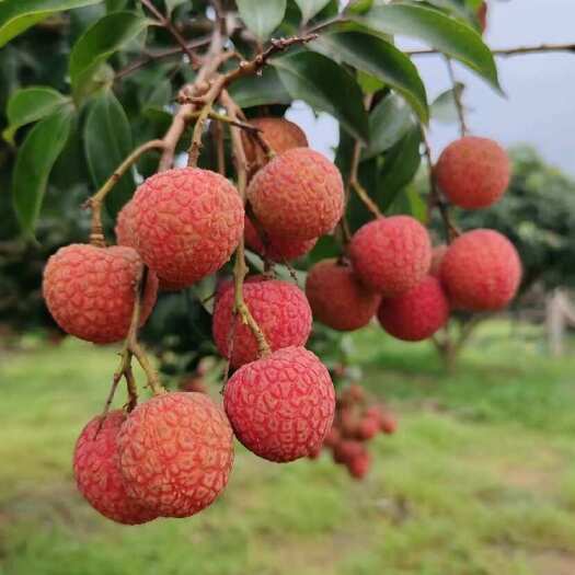 遂溪县广东湛江遂溪白糖罂荔枝