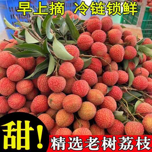 高州市【精品】老树荔枝新鲜当季应季水果白糖罂鲜荔超甜净重4.5斤