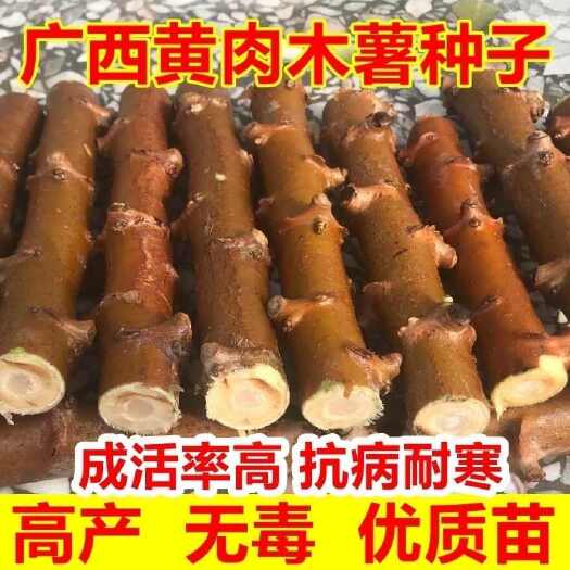 肇庆华南九号木薯苗种子批发零售