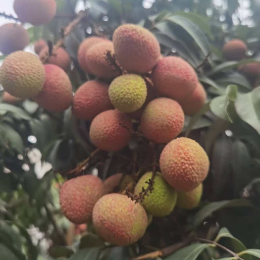 荔枝
