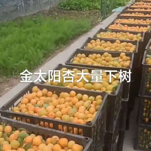 保定河北保定万亩金太阳杏下树源头货产地质优价廉，专业诚信代收代办