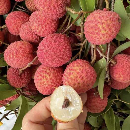 广州增城荔枝，高品质荔枝