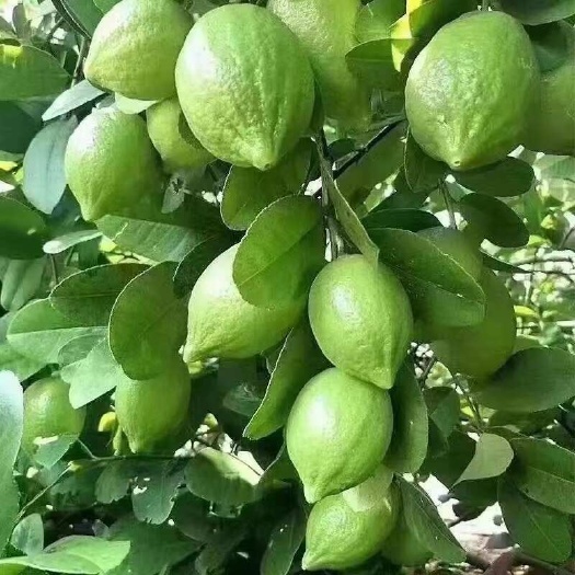 广东香水柠檬