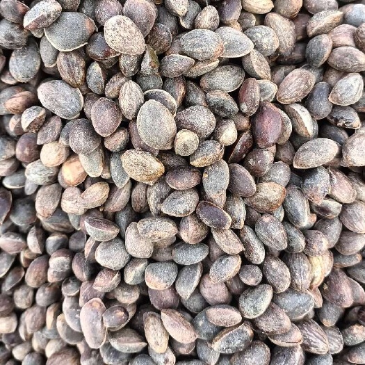 云南昭通落水松子，仔粒饱满，生态卫生.