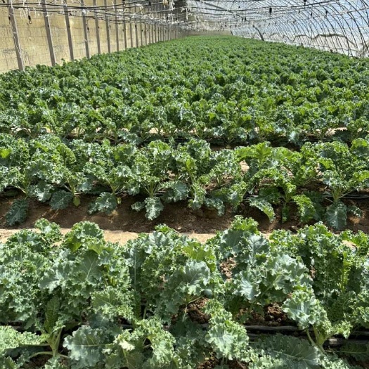 山东鲜食羽衣甘蓝种植基地一件代发