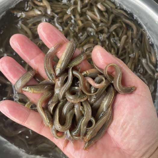 包邮，杂交泥鳅苗回收青鳅苗快大本地泥鳅成活高泥鳅品质保证