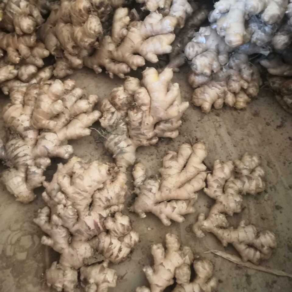 蒙自市云南小黄姜生姜产地直供代购代发
专为各地老板提供远程采购服务