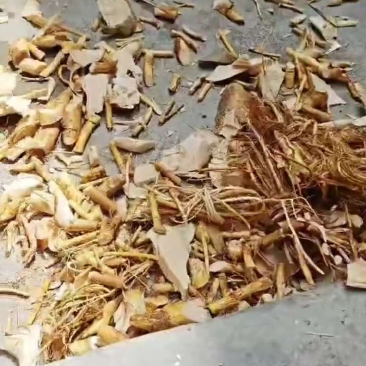 揭阳新鲜五指毛桃