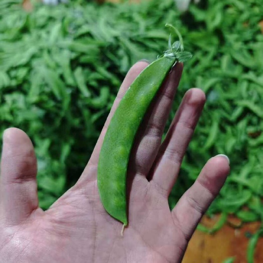 新鲜荷兰豆 量大价优 支持视屏看货下单