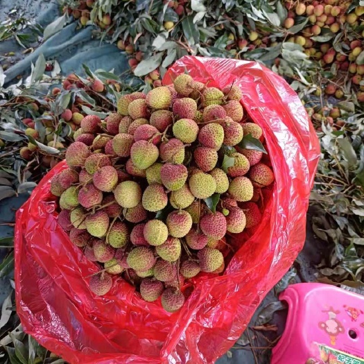防城港我是广西防城水果批发市场代卖白糖罂妃子笑荔枝欢迎联系何生