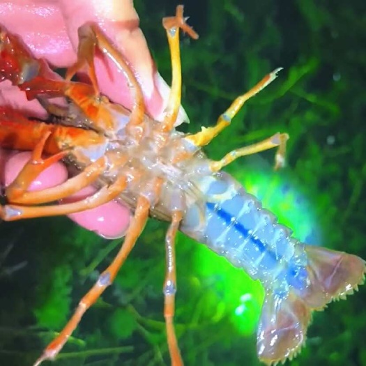 【底板干净】湖北洪湖市鲜活小龙虾 大中小规格齐全 产地直供
