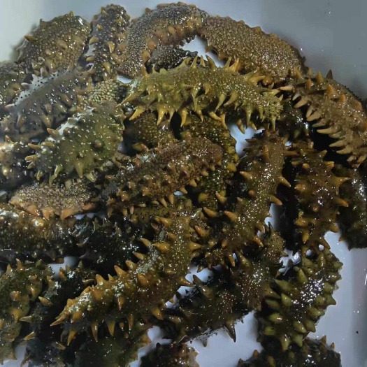 活海参，鲜活海参，全国送达，保活