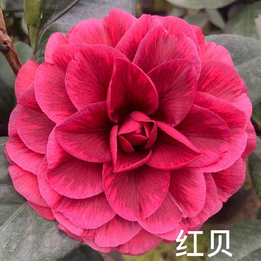 漳平市福建龙岩茶花直销