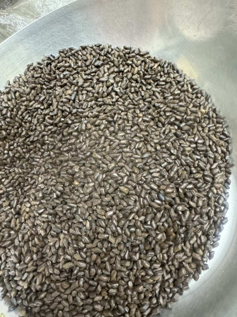 决明子熟决明子泡水用的决明子茶
