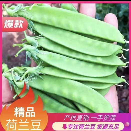 云南荷兰豆源头种植基地，优品保证，价格适中，全国发货