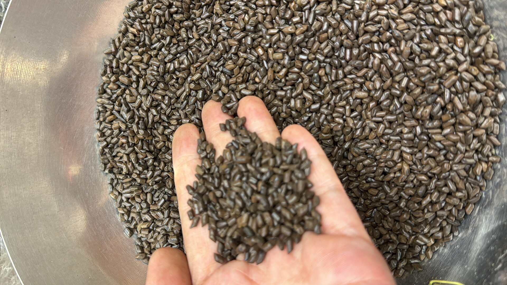 决明子熟决明子泡水用的决明子茶
