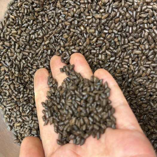 玉林决明子熟决明子泡水用的决明子茶
