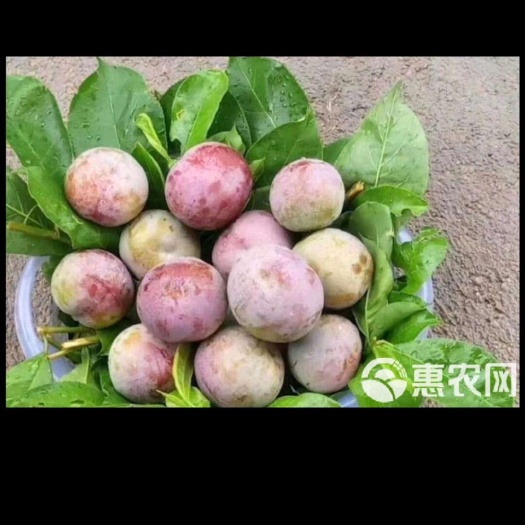 始兴县翁源三华李