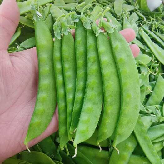 昆明货好量大 需要的老板联系 价格实惠