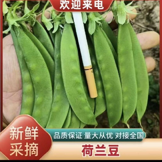 源头基地 货好量大 需要的老板欢迎联系