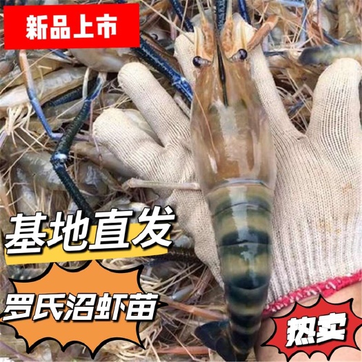 连云港优质罗氏沼虾苗，免费全程养殖技术指导，支持全国发货。