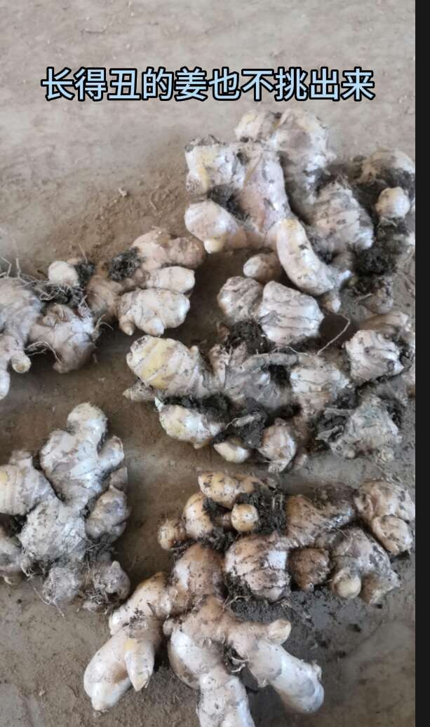 云南小黄姜生姜通货市场货，为零售老板精选，适合摆摊零售