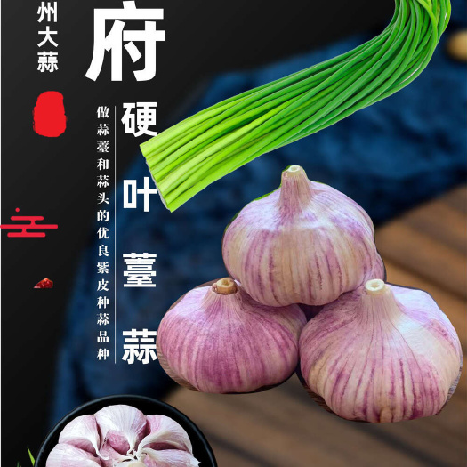 彭州市蒜薹蒜种四川彭州硬叶薹蒜早蒜寒蒜四季阳台大田紫皮大蒜种蒜香蒜