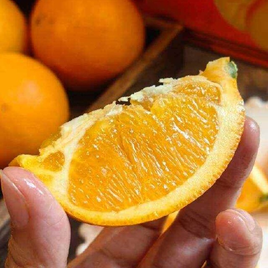 现摘晚熟｜李小橙蜂蜜橙