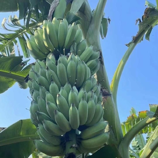 北流市小米蕉粉蕉西贡香蕉