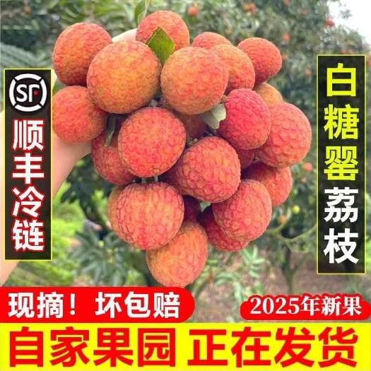 【顺丰冷链包邮】纯甜多汁广东高州白糖罂荔枝新鲜水果现摘现发